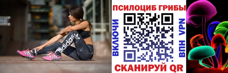 как найти наркотики  Сегежа  Галлюциногенные грибы Psilocybine cubensis 